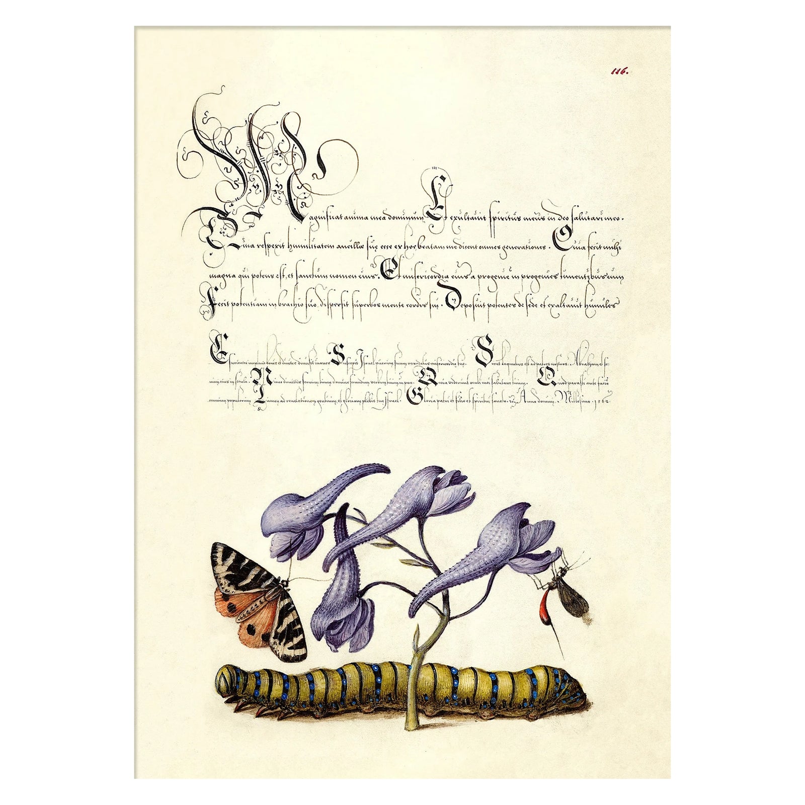 SCARLET-TIGER MOTH | 30x40cm