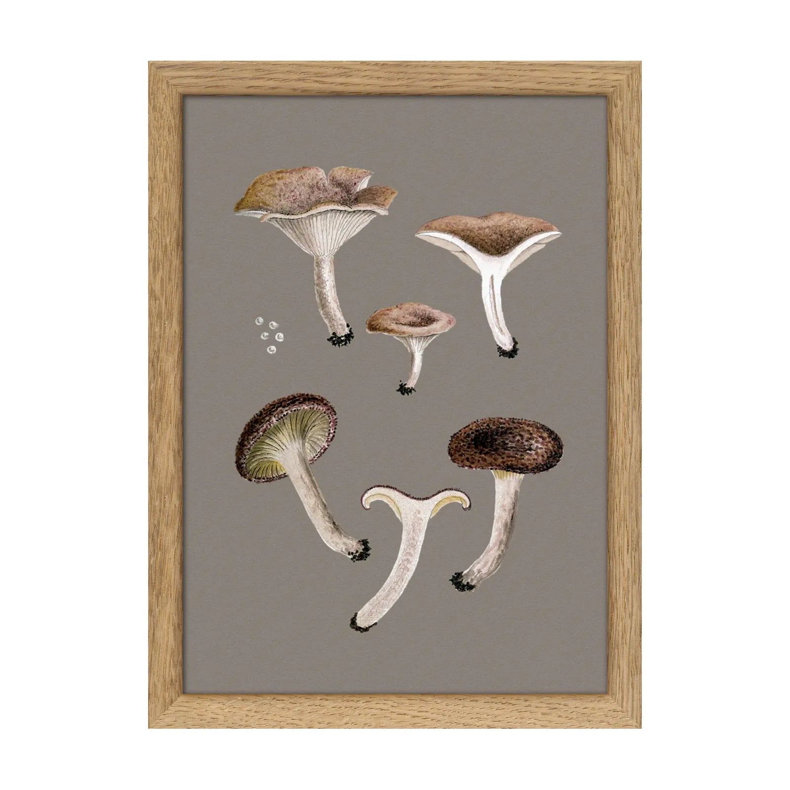 SMALL BROWN FUNGI illustration
