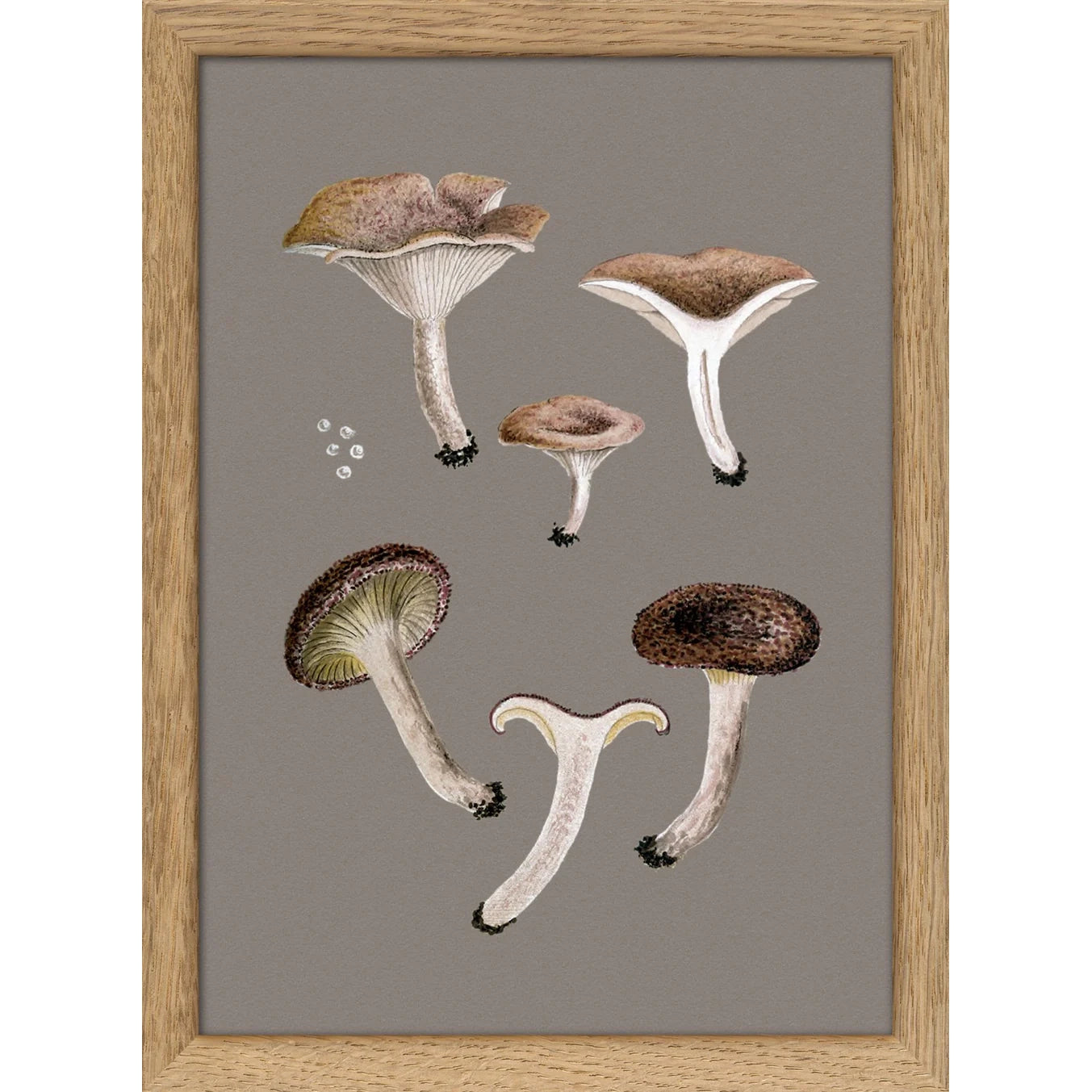 SMALL BROWN FUNGI AND DETAILS | 15x21cm | OAK FRAME