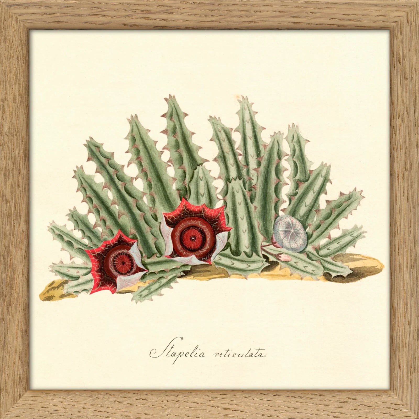 STAPELIA RETICULATA | 15x15cm | OAK FRAME