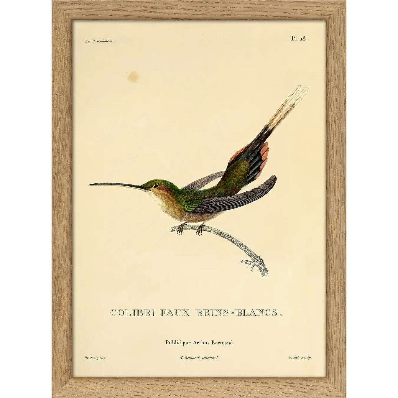 STRAIGHT-BILLED HERMIT HUMMINGBIRD | 15x21cm | OAK FRAME