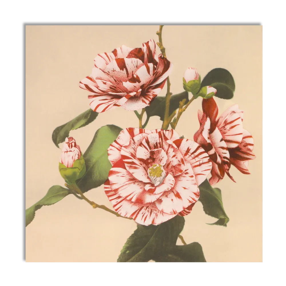 STRIPED CAMELIAS photography print