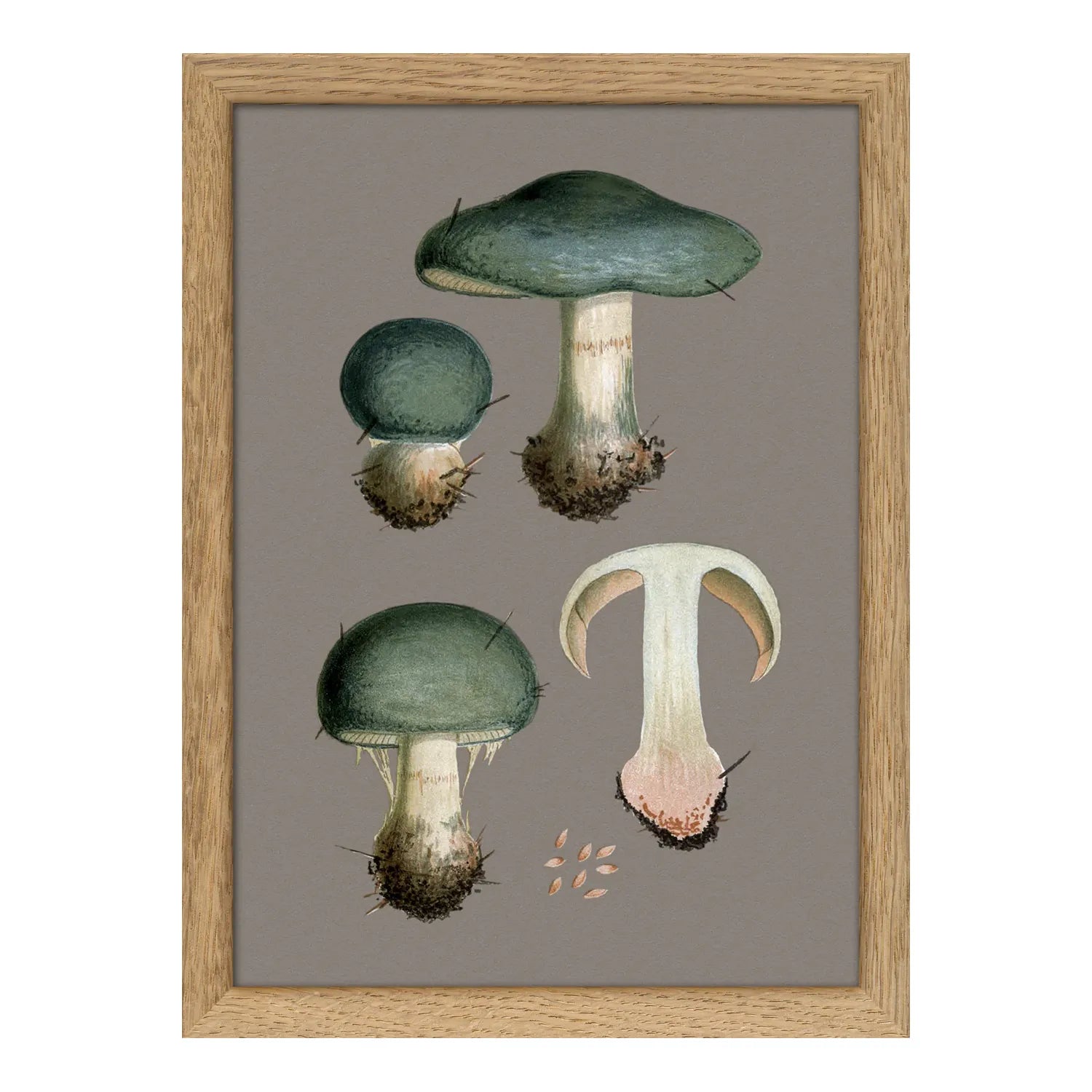 THREE BLUE FUNGI  illustration