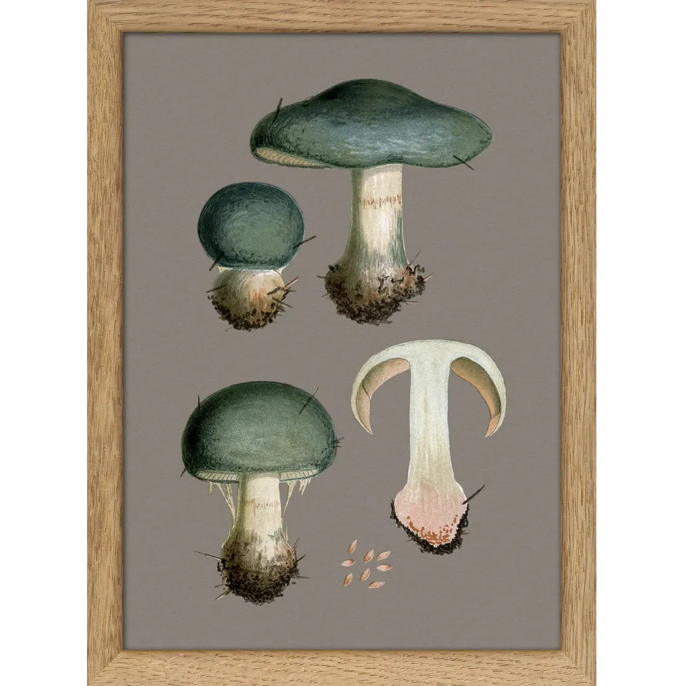 THREE BLUE FUNGI AND DETAILS | 15x21cm | OAK FRAME