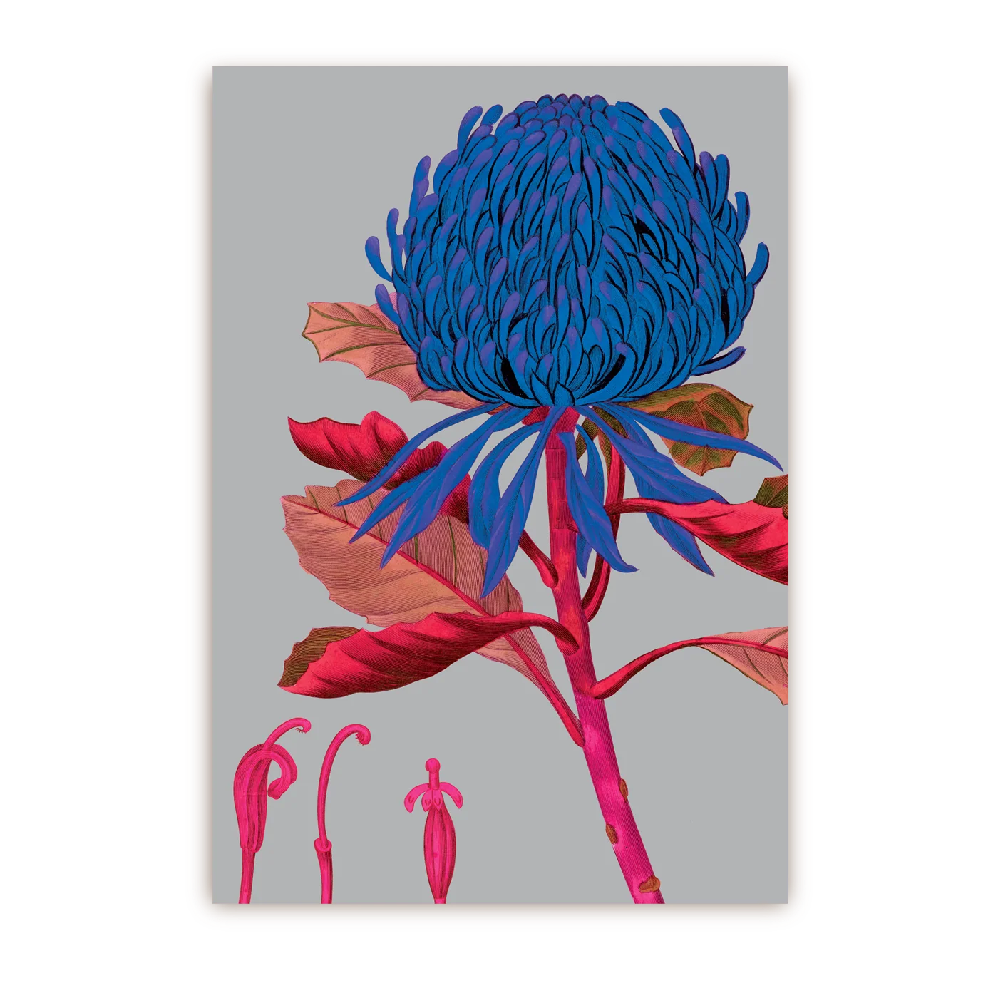 Telopea Floral | Postcard