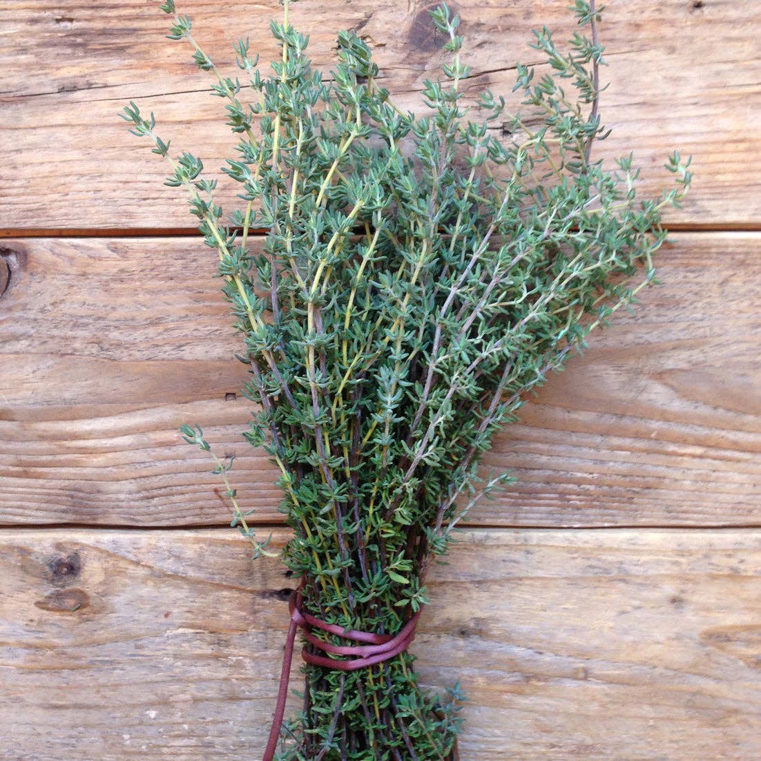 Thyme De Provence | Plant Seeds