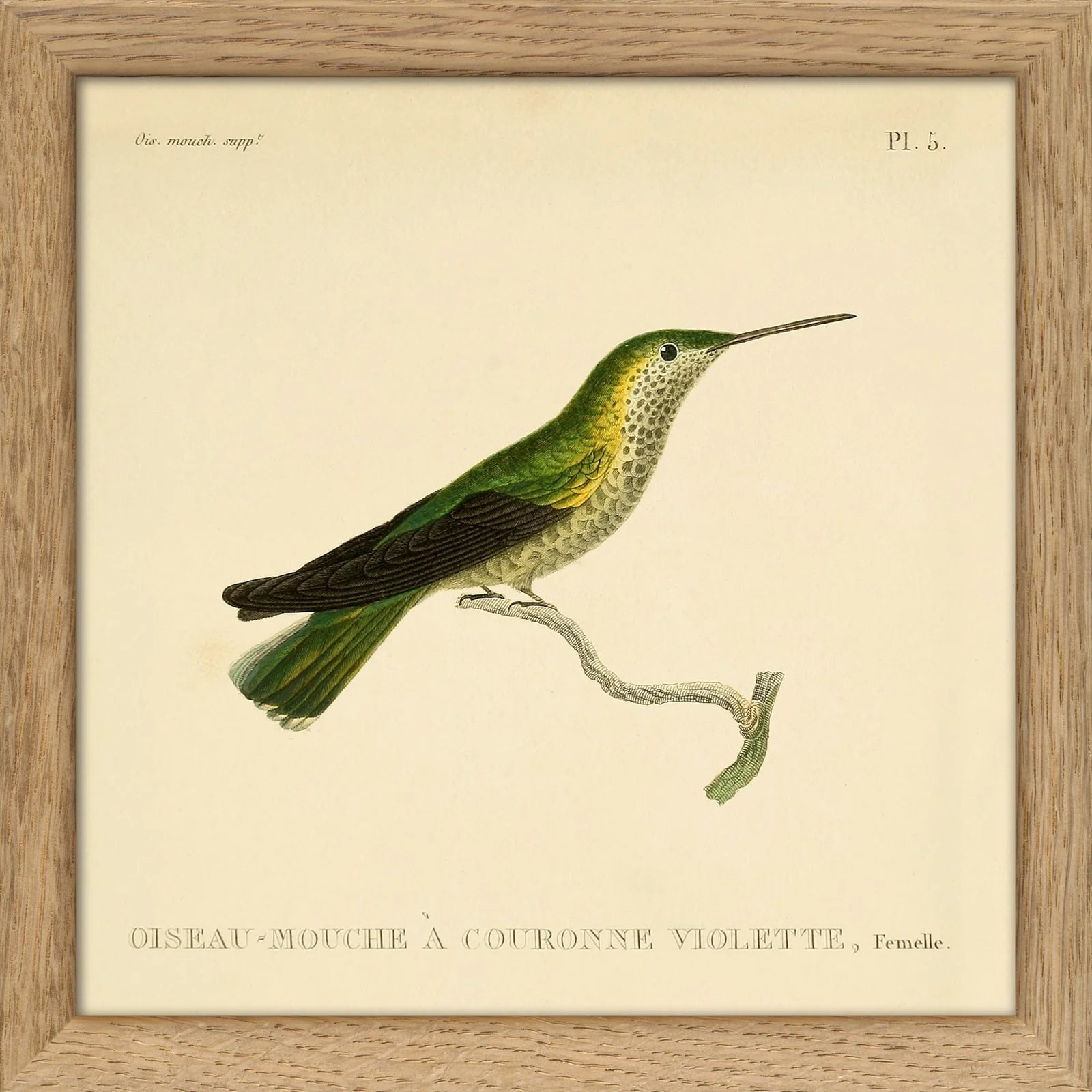 VIOLET-CROWNED HUMMINGBIRD | 15x15cm | OAK FRAME