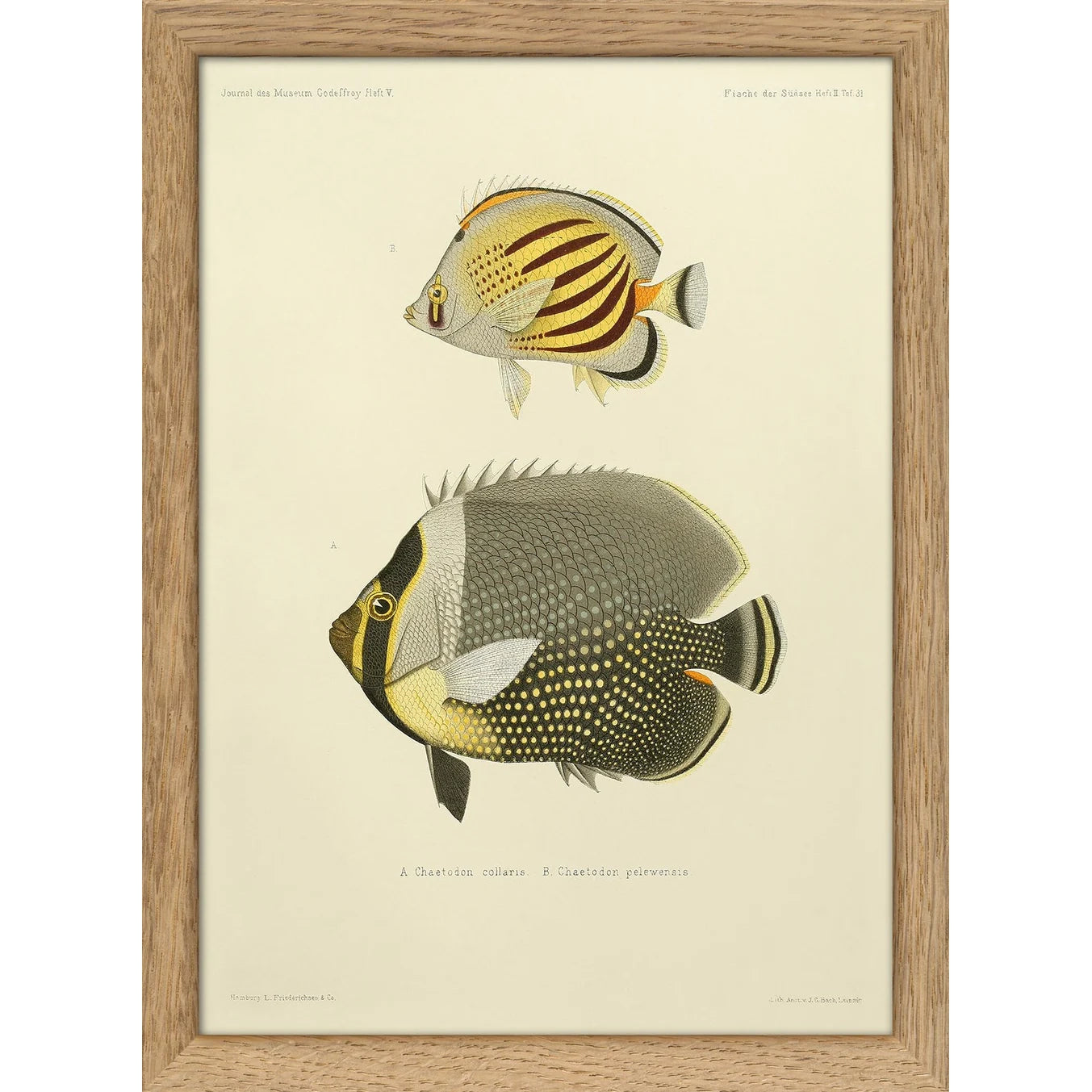 WHITE COLLAR BUTTERFLYFISH AND DOT DASH BUTTERFLYFISH | 15x21cm | OAK FRAME