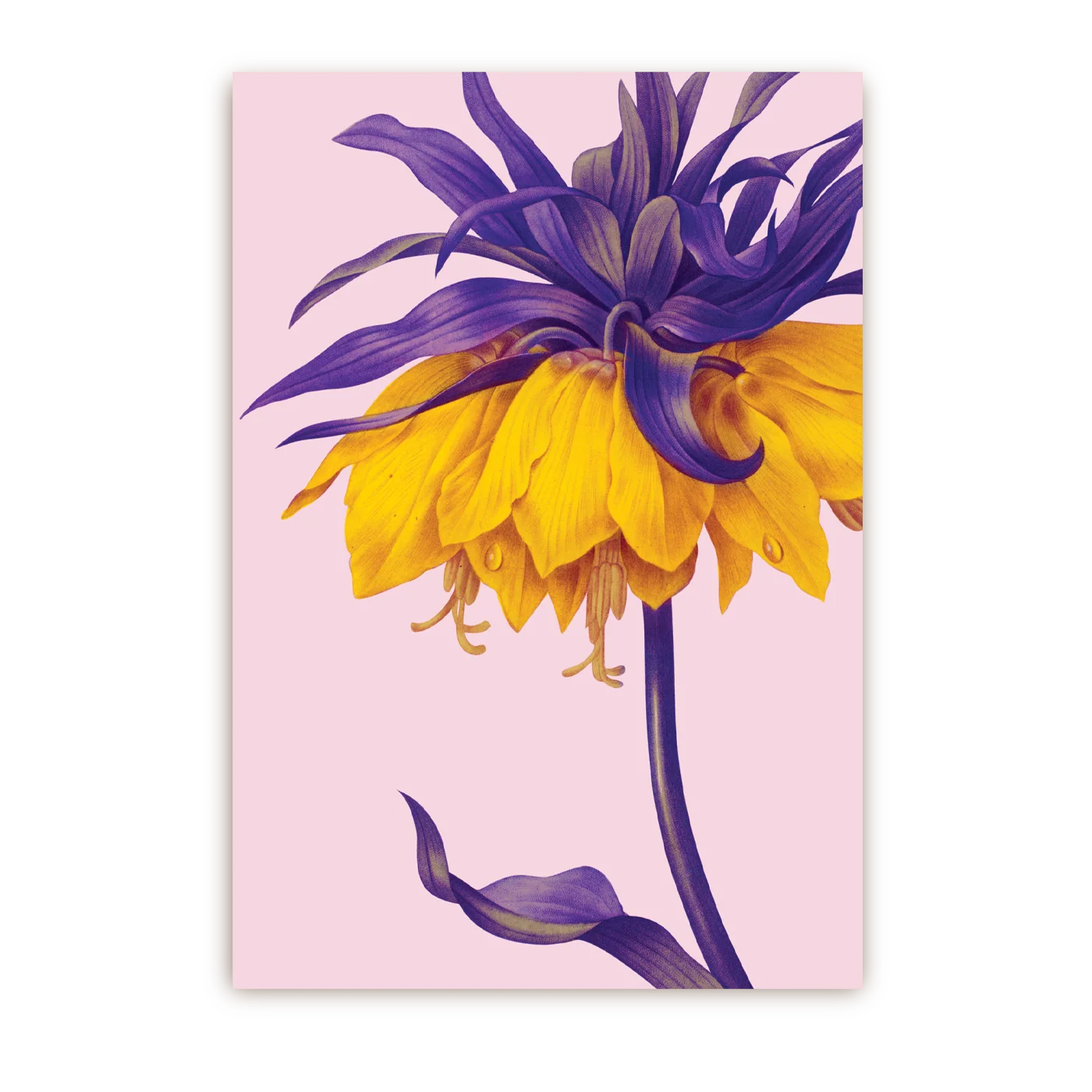 Yellow Crown Imperial | Postcard