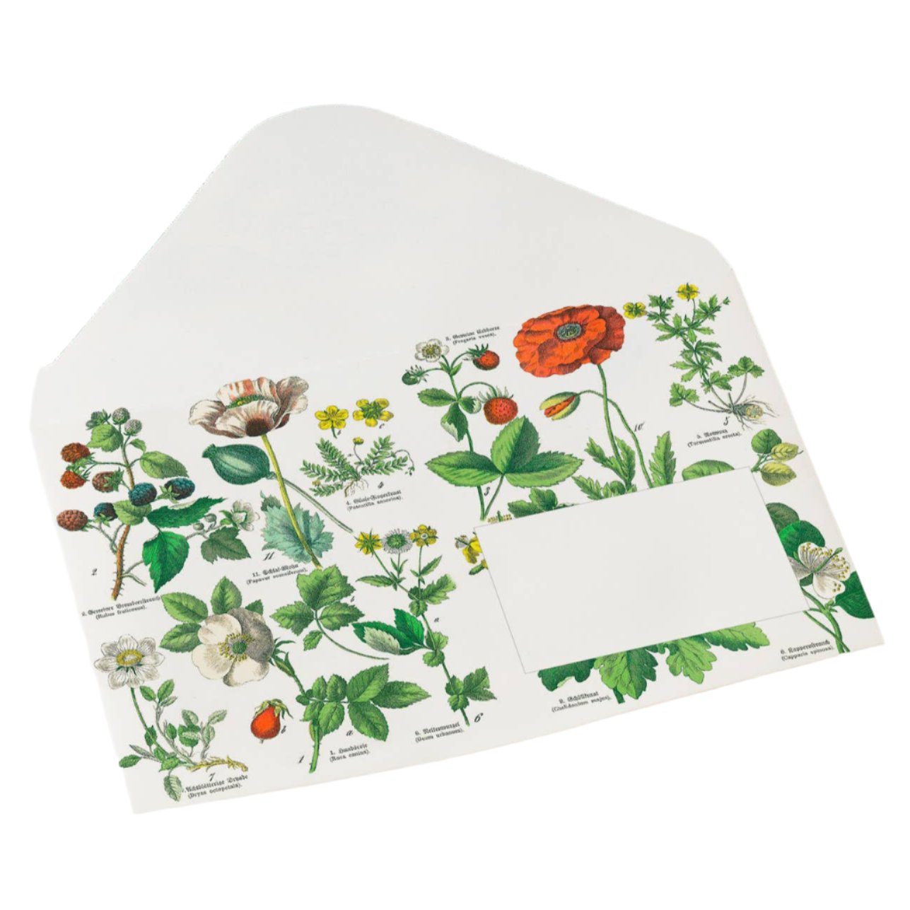 Botanique | Enveloppes C6