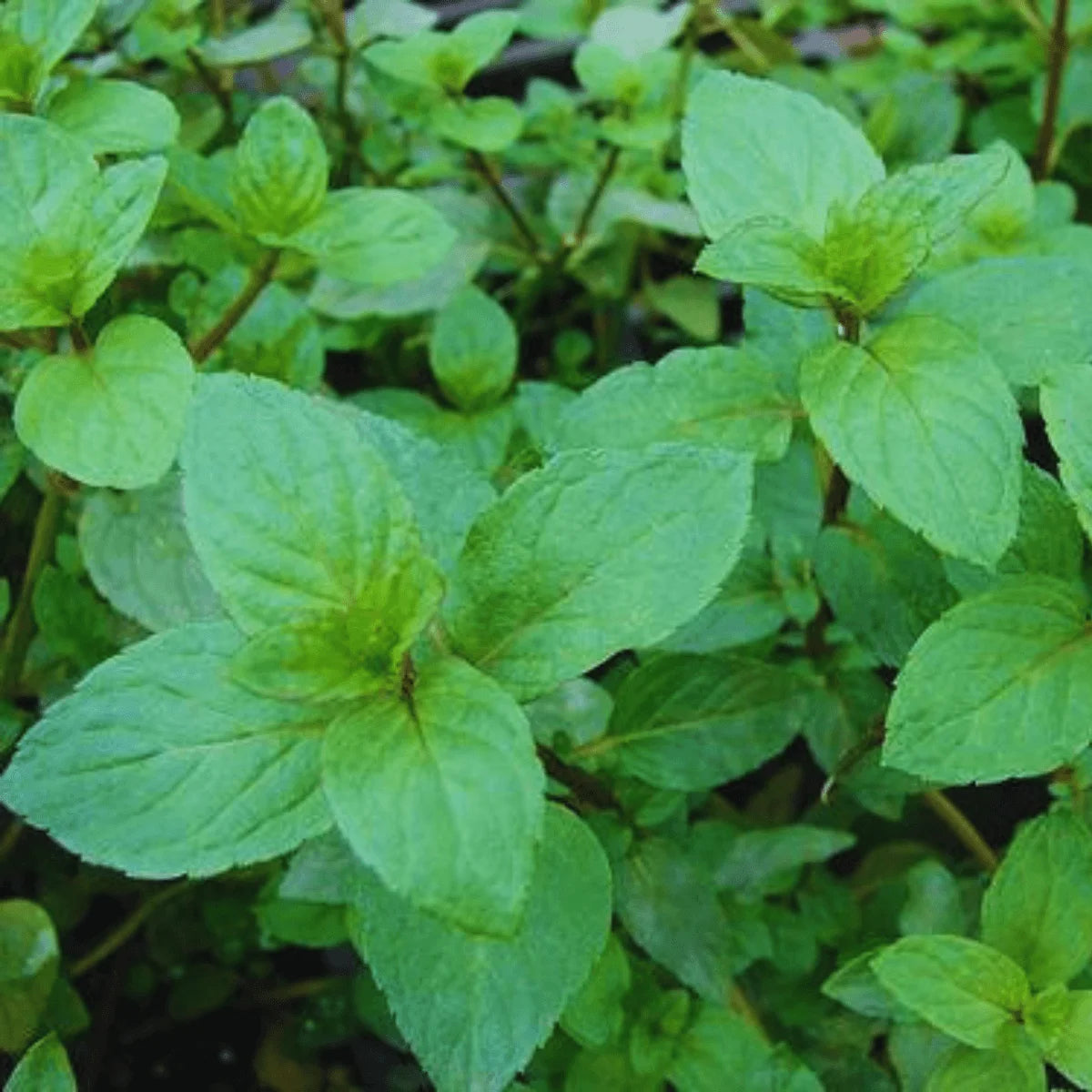greek organic mountain tea and mint
